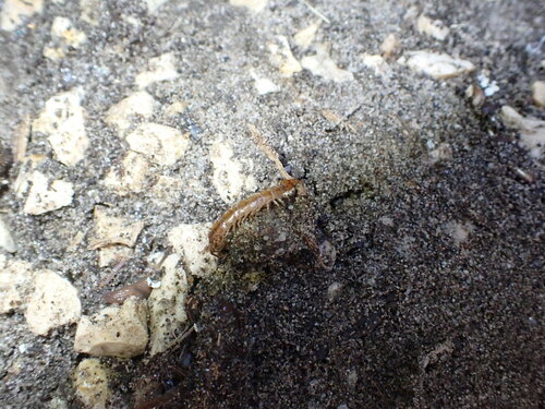 Garden Lithobius, Floradorp, 1032 Amsterdam, Netherlands, photo 8 of 10