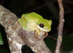 Duellmanohyla salvavida