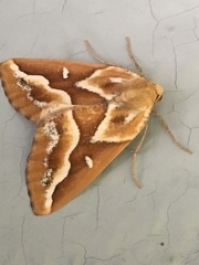 Caripeta angustiorata