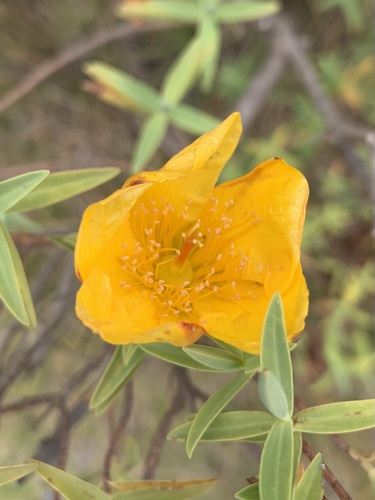 Hypericum lanceolatum (Hypericum lanceolatum)
