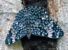 Hamadryas amphinome mazai