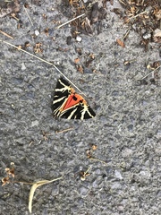 Euplagia quadripunctaria