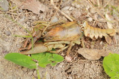 Austropotamobius torrentium