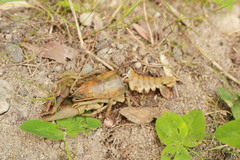 Austropotamobius torrentium