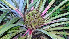 Bromelia hemisphaerica
