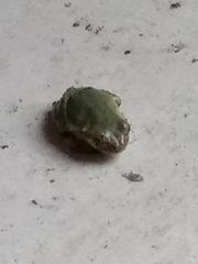 Hyla japonica