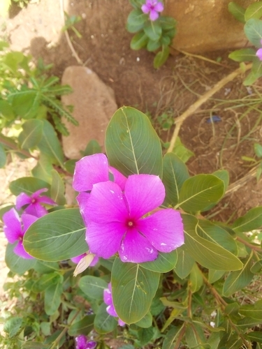 Madagascar Periwinkle
