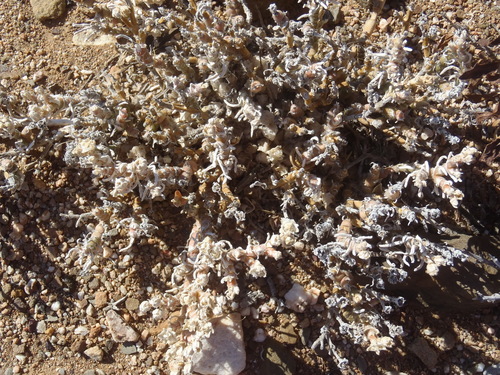 Mesembryanthemum vaginatum