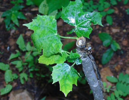 Cnidoscolus elasticus, photograph 1