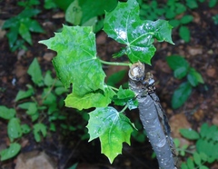 Cnidoscolus elasticus