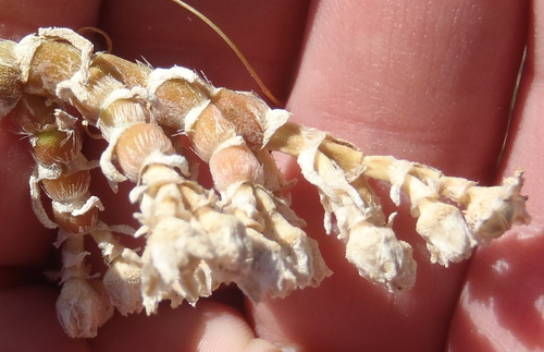 Mesembryanthemum vaginatum