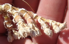 Mesembryanthemum vaginatum