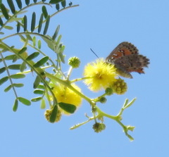 Aloeides damarensis