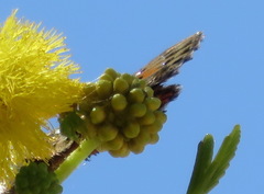 Aloeides damarensis