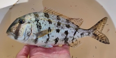 Grass Porgy photo 4
