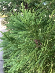 Cryptomeria