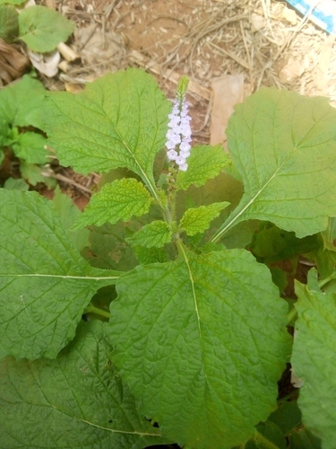 Indian Heliotrope