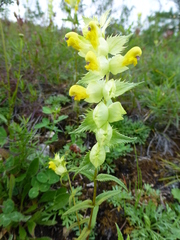 Rhinanthus serotinus aestivalis
