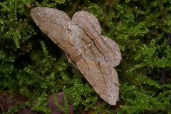 Apocleora rimosa