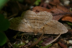 Apocleora rimosa