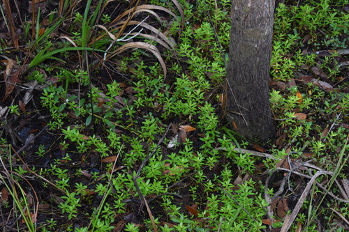 Image of Proserpinaca palustris by (c) Kristály Cravens-Liszak, some rights reserved (CC BY)