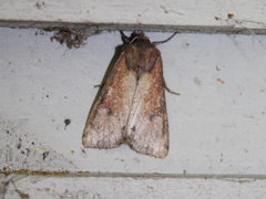 Apamea alia