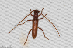 Aneflomorpha seminuda