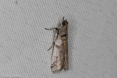 Amyelois transitella