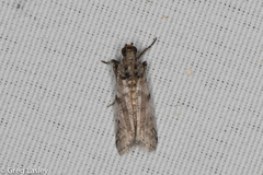 Amyelois transitella