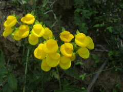 Calceolaria dentata, photograph (c) Bruno Avilez, some rights reserved (CC BY)