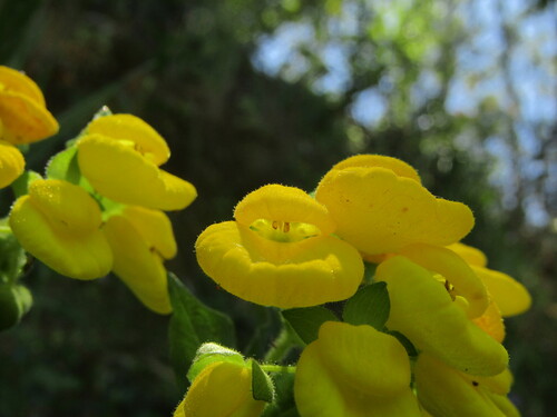 Calceolaria dentata, photograph 4
