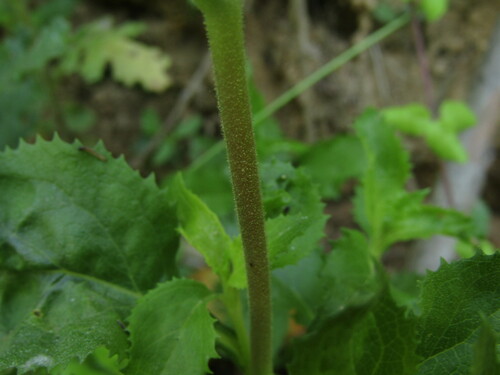Calceolaria dentata, photograph 6