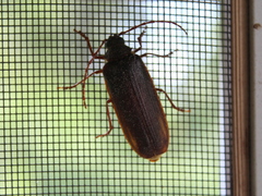 Tragosoma harrisii