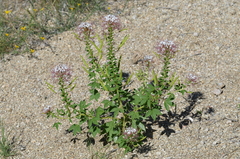 Polanisia dodecandra trachysperma