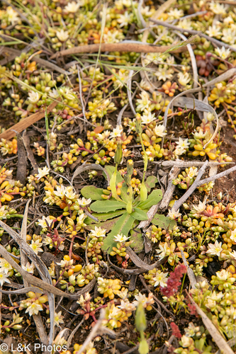 Smooth cat's ear (Hypochaeris glabra)