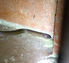 Pale Ground Snake