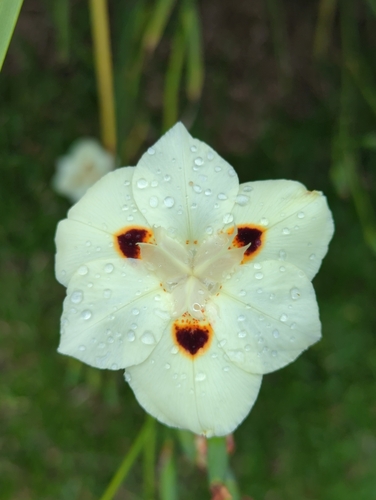 Image of Dietes bicolor by (c) Daniel Colas, some rights reserved (CC BY)