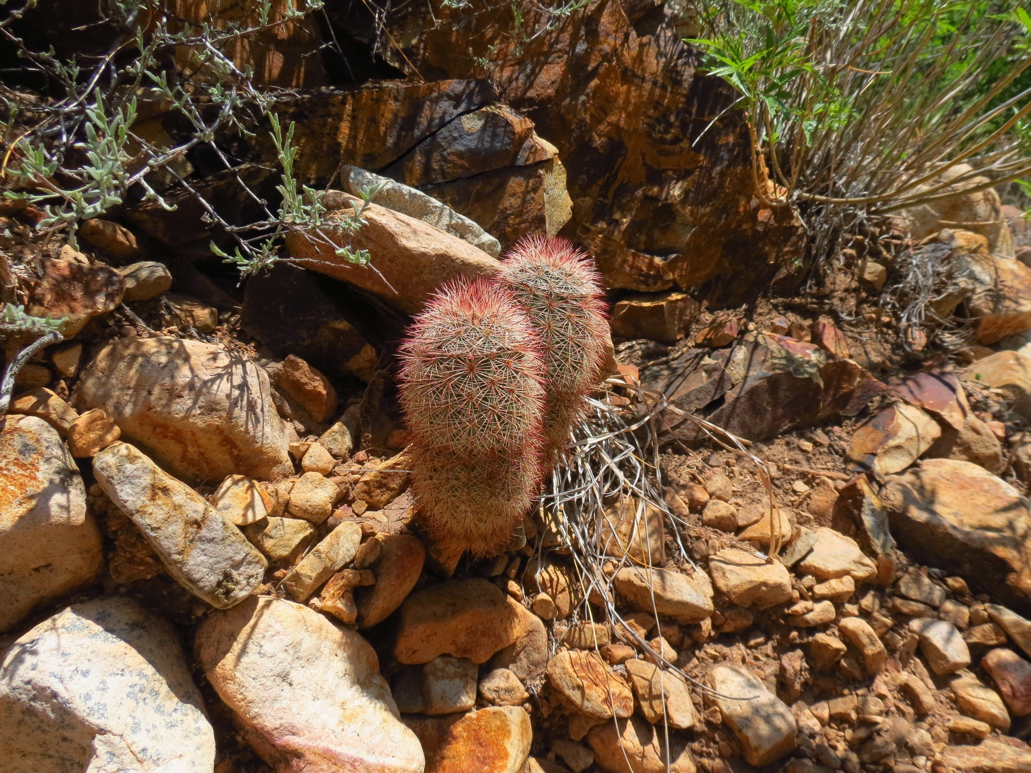 Echinocereus russanthus russanthus