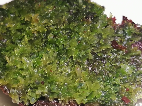 Image of Riccardia palmata by (c) Daniel Buczkiewicz, some rights reserved (CC BY-SA)
