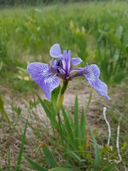 Iris hookeri