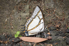 Polyura eudamippus formosana
