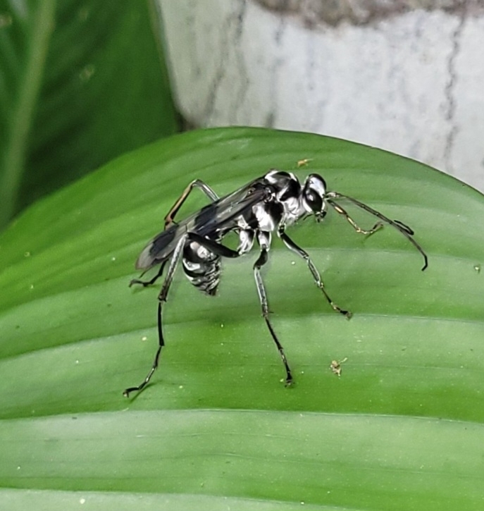 Priochilus