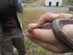 Zamenis lineatus