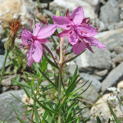 Chamaenerion fleischeri