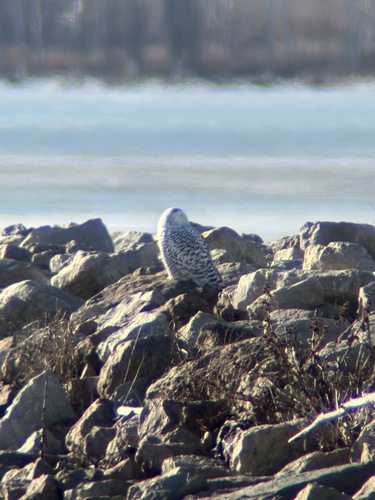 Snowy Owl