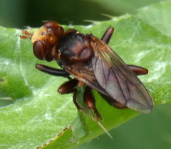 Sicus ferrugineus