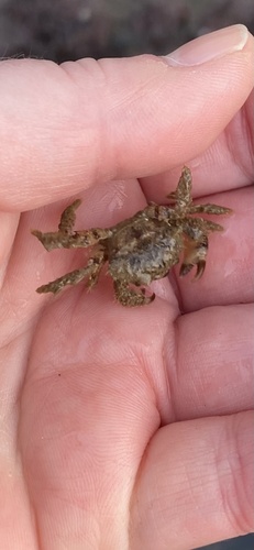 Hairy Crab, Dorset National Landscape, Swanage, England, GB, photo 10 of 10