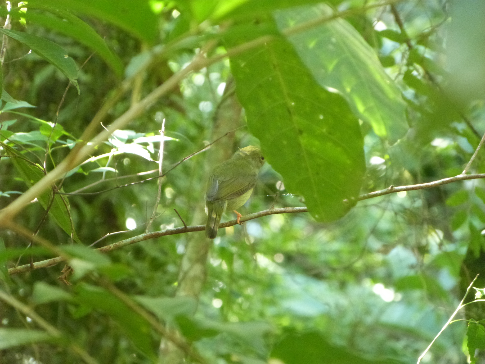 White-bearded Manakin illustration