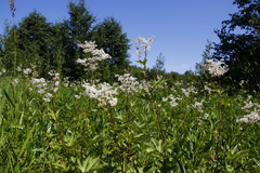 Filipendula palmata