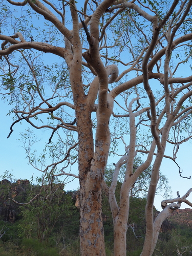 Corymbia dichromophloia, 2024-09-03